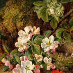 George Clare, Still Life With Bird’s Nest & Apple Blossom