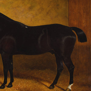 Edward Corbet, Portrait Of Black Jack, A Dark Bay Hunter