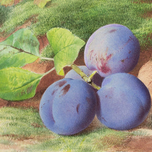 William Henry Hunt (Follower), Still Life With Plums