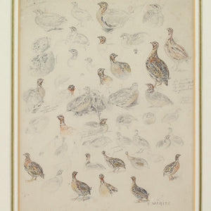 Édouard Paul Merite, Studies Of Grouse