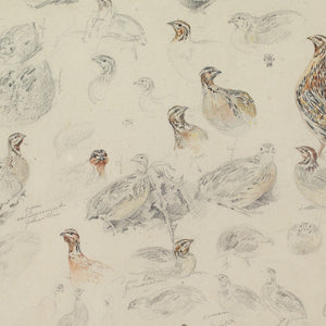 Édouard Paul Merite, Studies Of Grouse