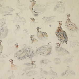 Édouard Paul Merite, Studies Of Grouse