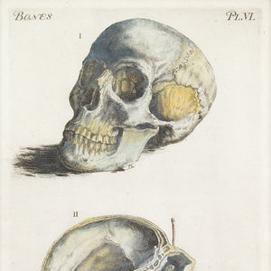 John Bell, Anatomia, Skull