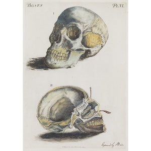 John Bell, Anatomia, Skull