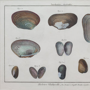Jean Baptiste Lamarck, Three 18th-Century Shell Engravings
