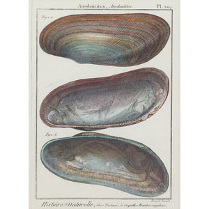 Jean Baptiste Lamarck, Three 18th-Century Shell Engravings