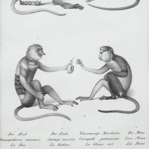 Karl Joseph Brodtmann, Long Tailed Monkeys