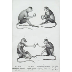 Karl Joseph Brodtmann, Long Tailed Monkeys