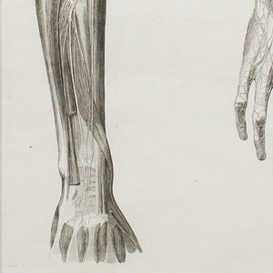 Leopoldo Marco Antonio, Anatomical Engraving, Icones Anatomicae