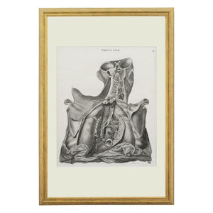 Leopoldo Marco Antonio, Anatomical Engraving, Icones Anatomicae